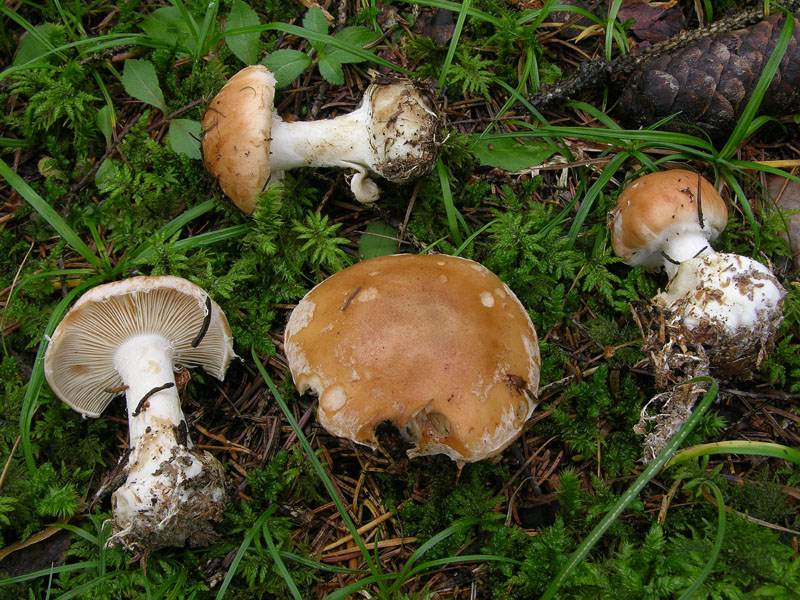 Finalmente Cortinarius.